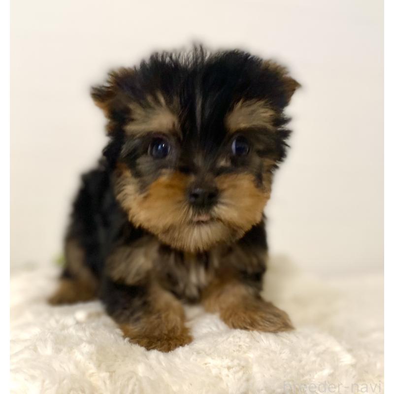 販売中の静岡県のヨークシャーテリア-449662の4枚目