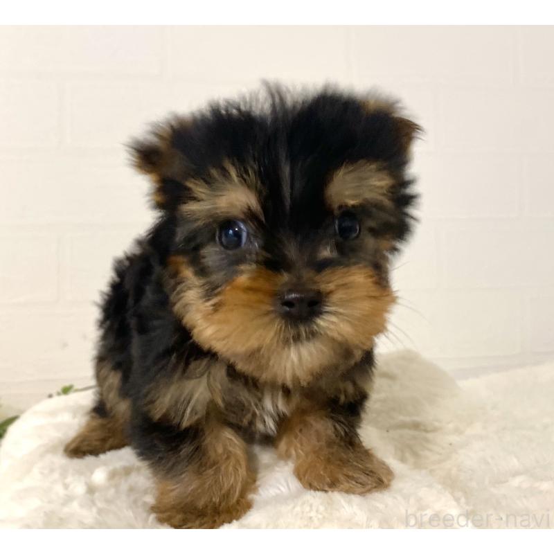 販売中の静岡県のヨークシャーテリア-449662の3枚目