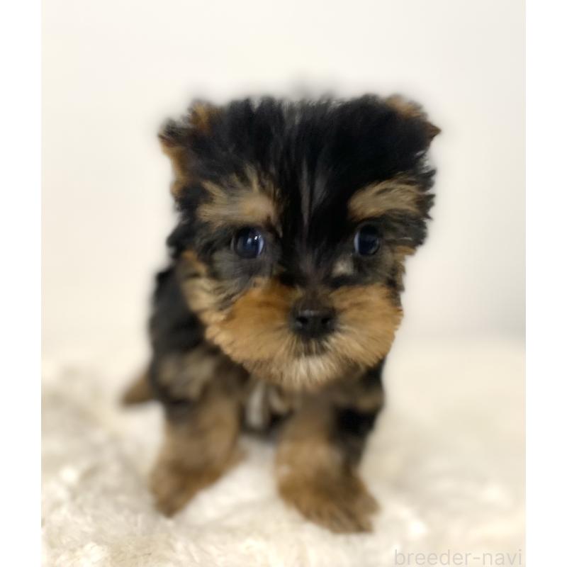 販売中の静岡県のヨークシャーテリア-449662の2枚目