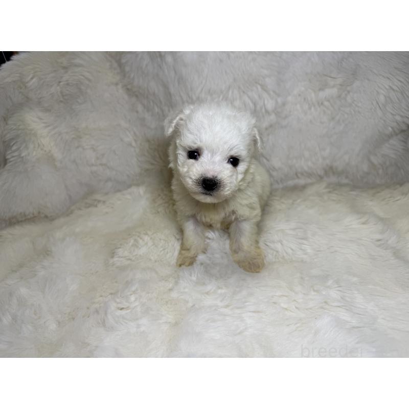 販売中の福岡県のビションフリーゼ-449660の4枚目