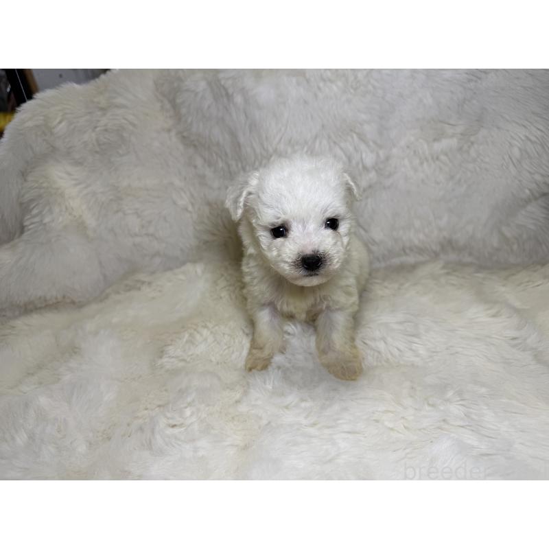 販売中の福岡県のビションフリーゼ-449660の3枚目