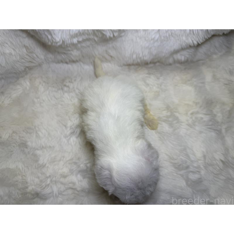 販売中の福岡県のビションフリーゼ-449660の2枚目