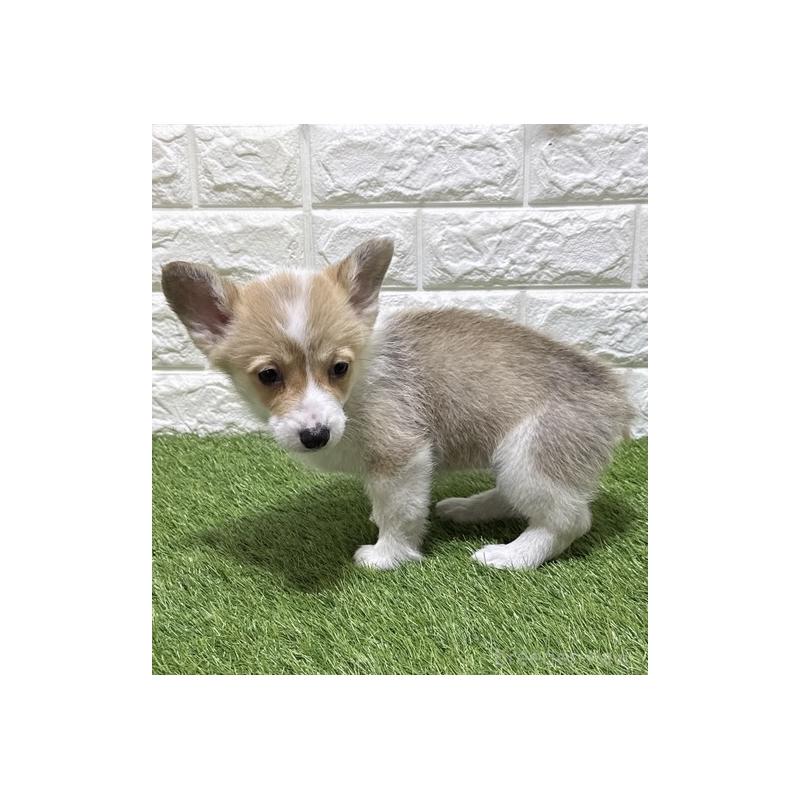 販売中の愛知県のウェルシュコーギーペンブローク-449664の4枚目