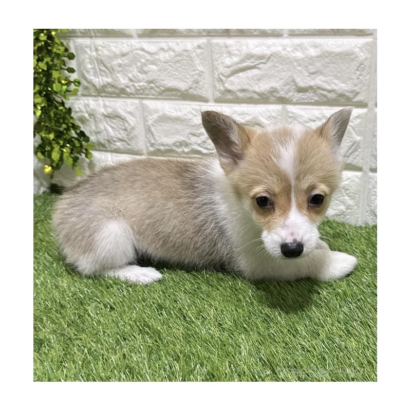 販売中の愛知県のウェルシュコーギーペンブローク-449664の5枚目