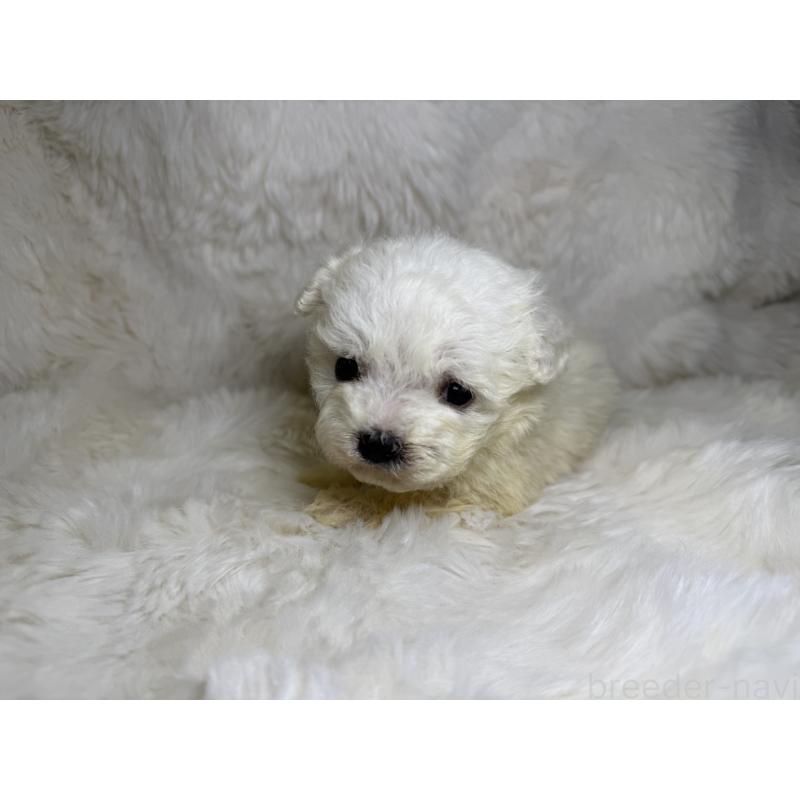 販売中の福岡県のビションフリーゼ-449663の4枚目