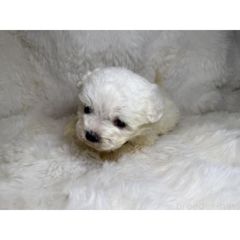 販売中の福岡県のビションフリーゼ-449663の3枚目