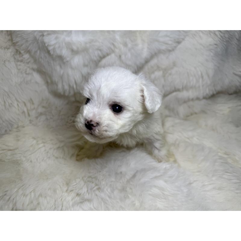 販売中の福岡県のビションフリーゼ-449667の4枚目