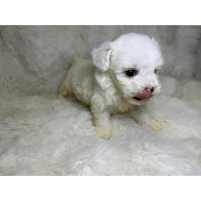 販売中の福岡県のビションフリーゼ-449667の3枚目