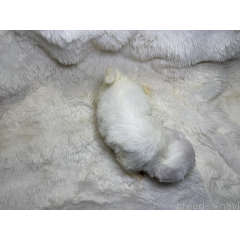 販売中の福岡県のビションフリーゼ-449667の2枚目