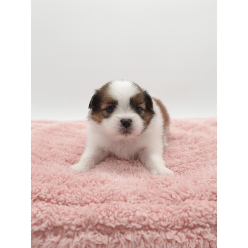 販売中の群馬県のミックス犬-449668の2枚目