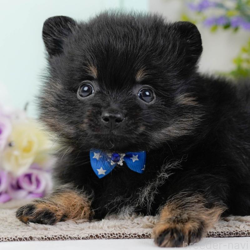 販売中の神奈川県のポメラニアン-449669