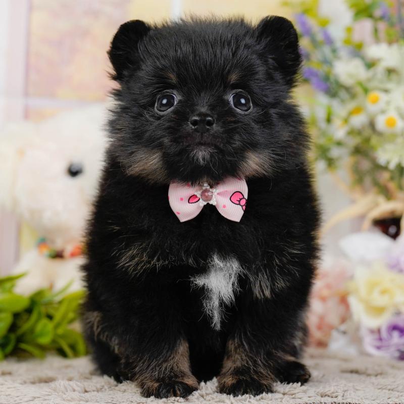 販売中の神奈川県のポメラニアン-449671の1枚目