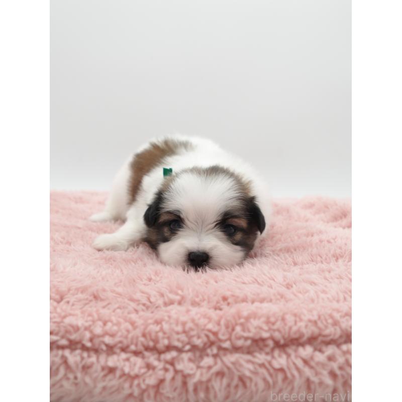 販売中の群馬県のミックス犬-449670の2枚目