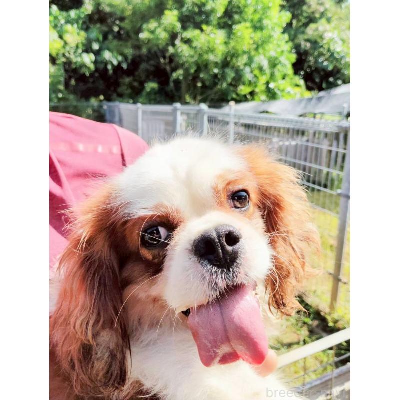 スカイくん1枚目