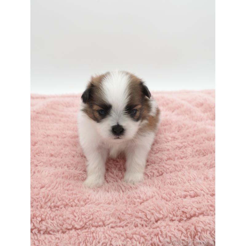 販売中の群馬県のミックス犬-449672の2枚目