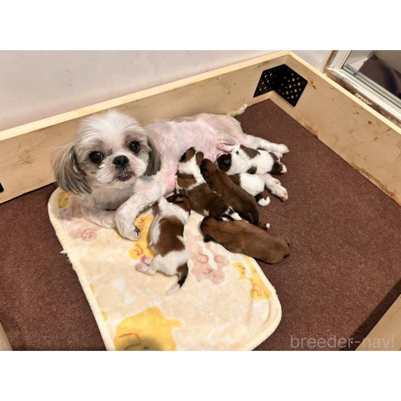 販売中の群馬県のミックス犬-449673の3枚目