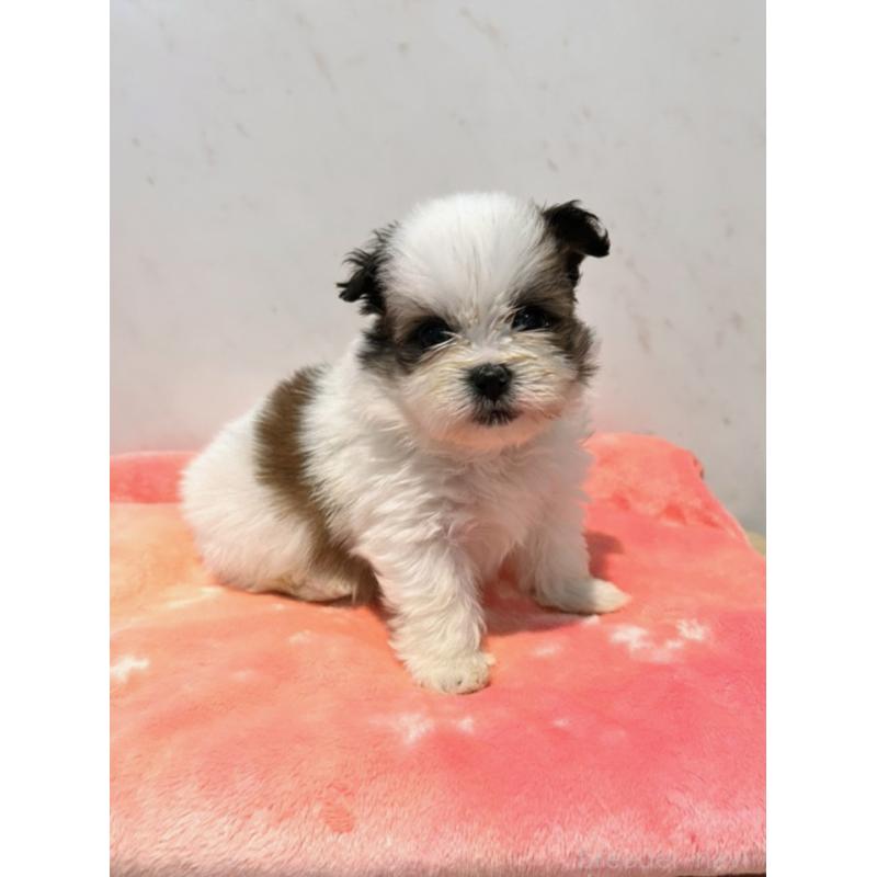 販売中の群馬県のミックス犬-449673の1枚目