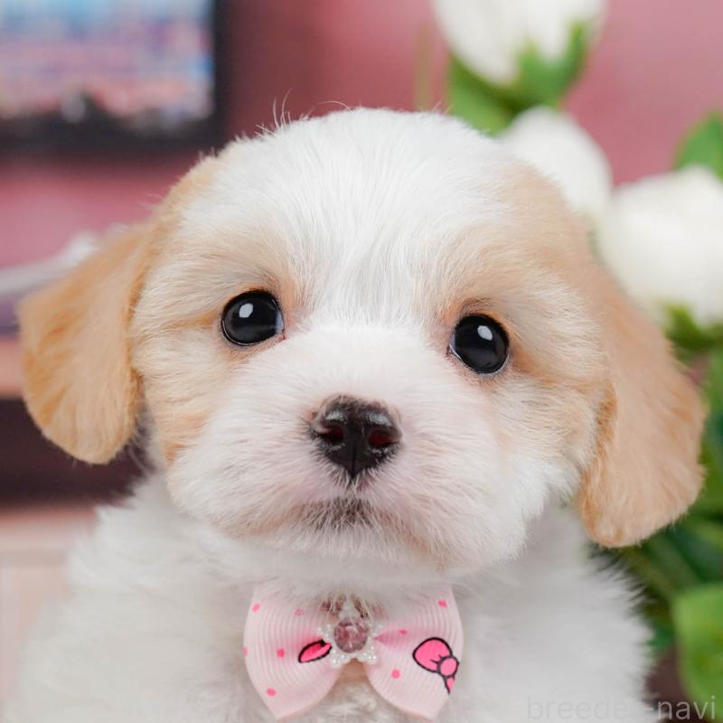 販売中の神奈川県のミックス犬-449676の1枚目