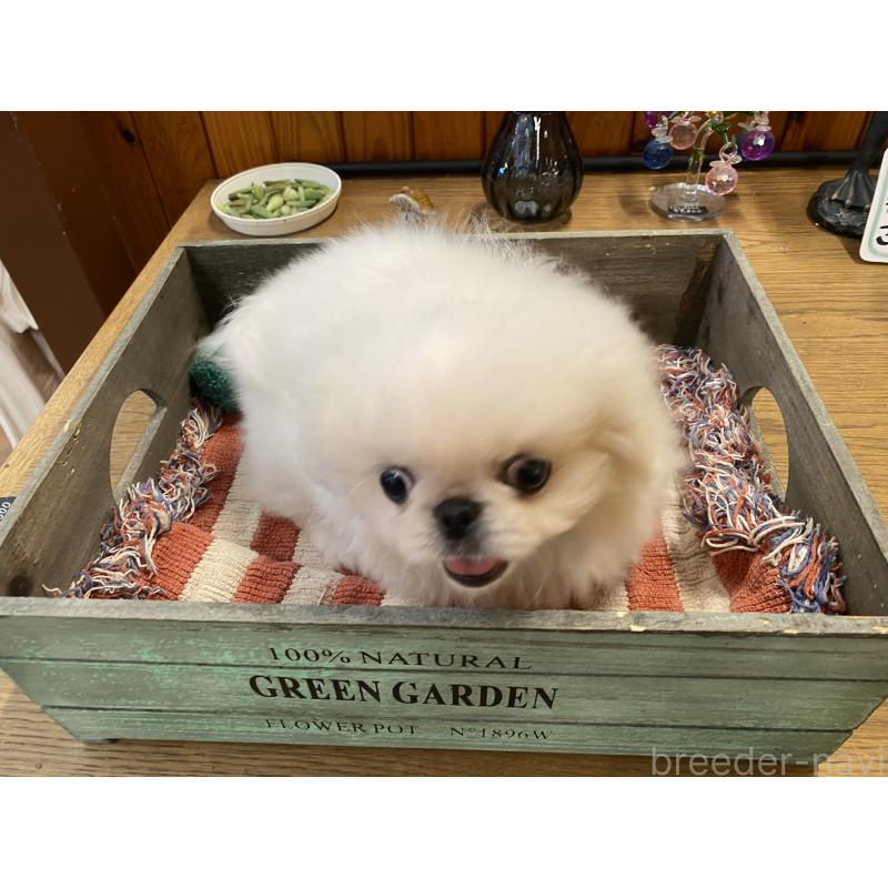 販売中の沖縄県のペキニーズ-436727の5枚目