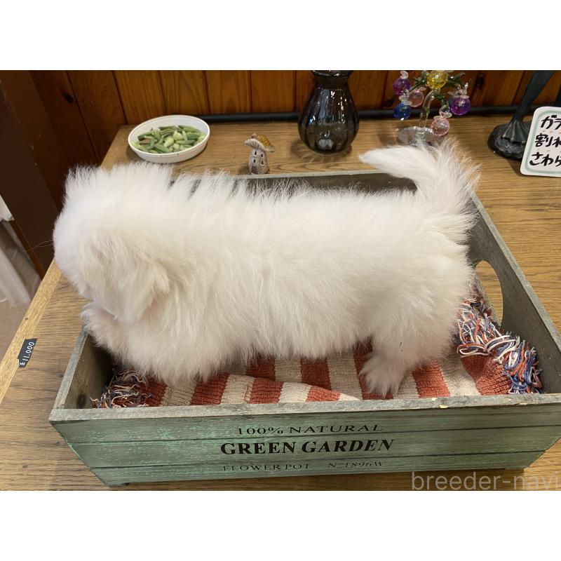 販売中の沖縄県のペキニーズ-436727の4枚目