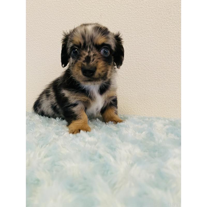 販売中の千葉県のミックス犬-449678