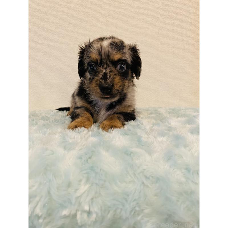 販売中の千葉県のミックス犬-449678の4枚目