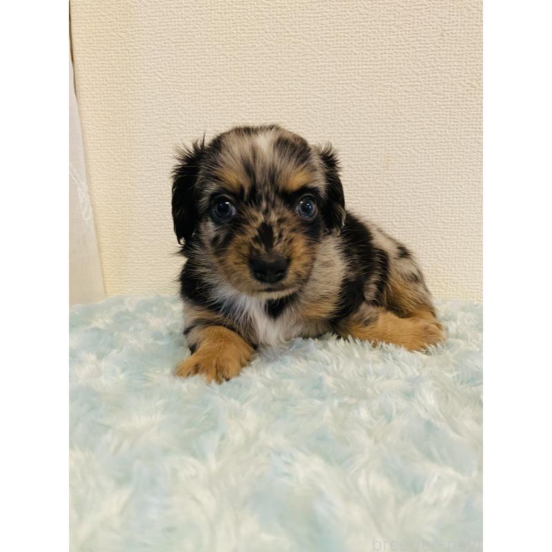 販売中の千葉県のミックス犬-449678の3枚目