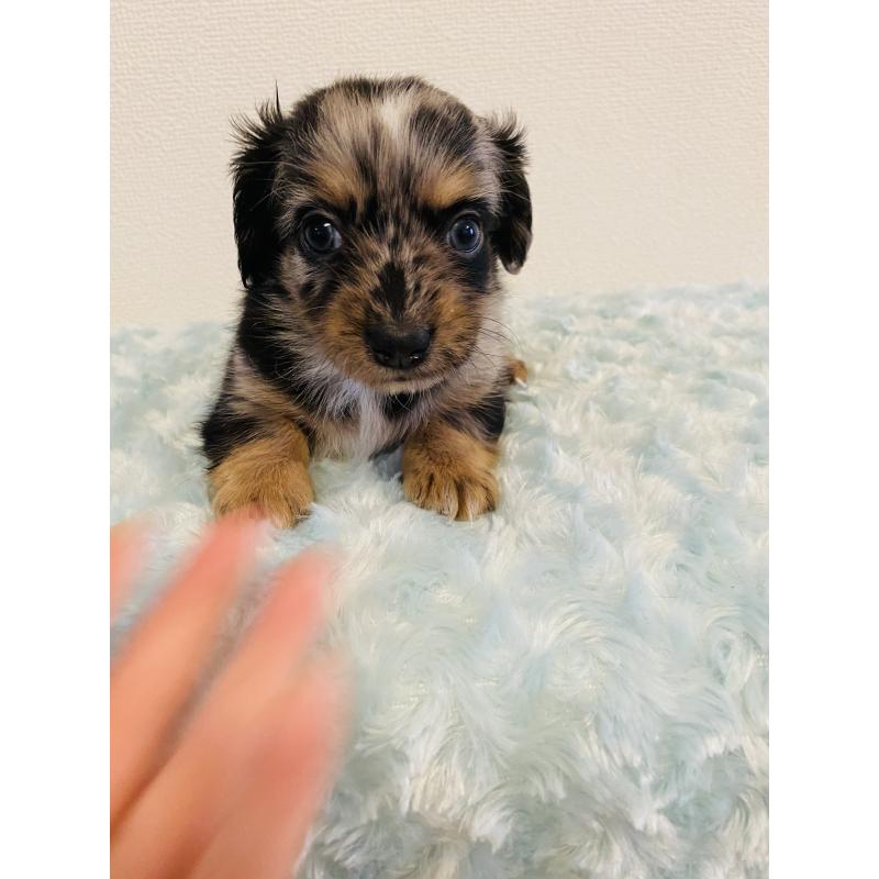 販売中の千葉県のミックス犬-449678の2枚目