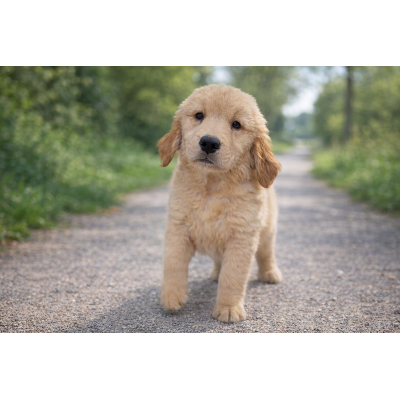 販売中の千葉県のゴールデンレトリーバー-449680の4枚目