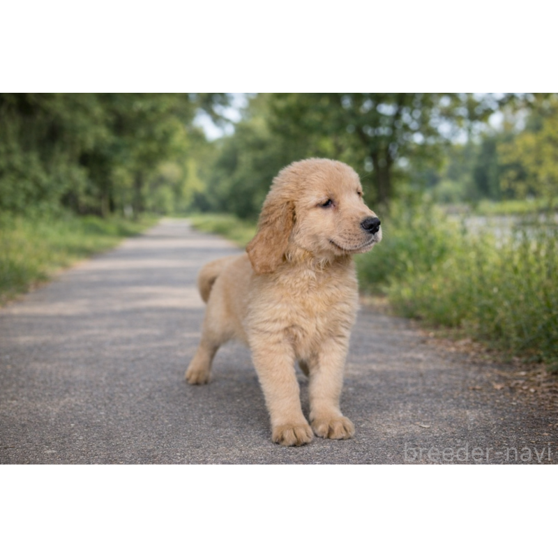 販売中の千葉県のゴールデンレトリーバー-449680の2枚目