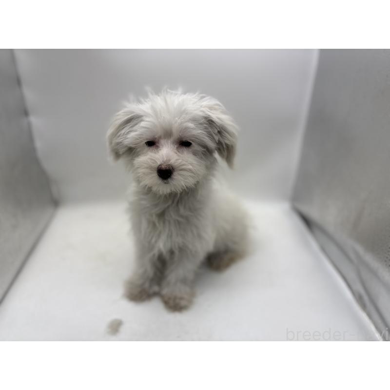 販売中の東京都のミックス犬-430428の5枚目