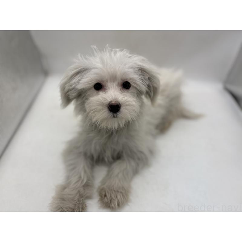 販売中の東京都のミックス犬-430428の4枚目