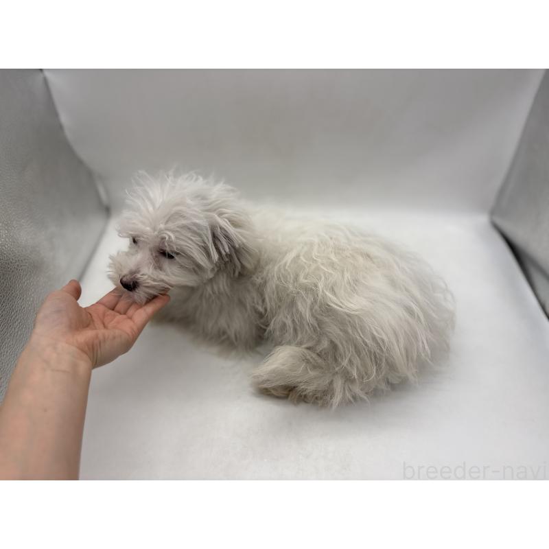 販売中の東京都のミックス犬-430428の3枚目