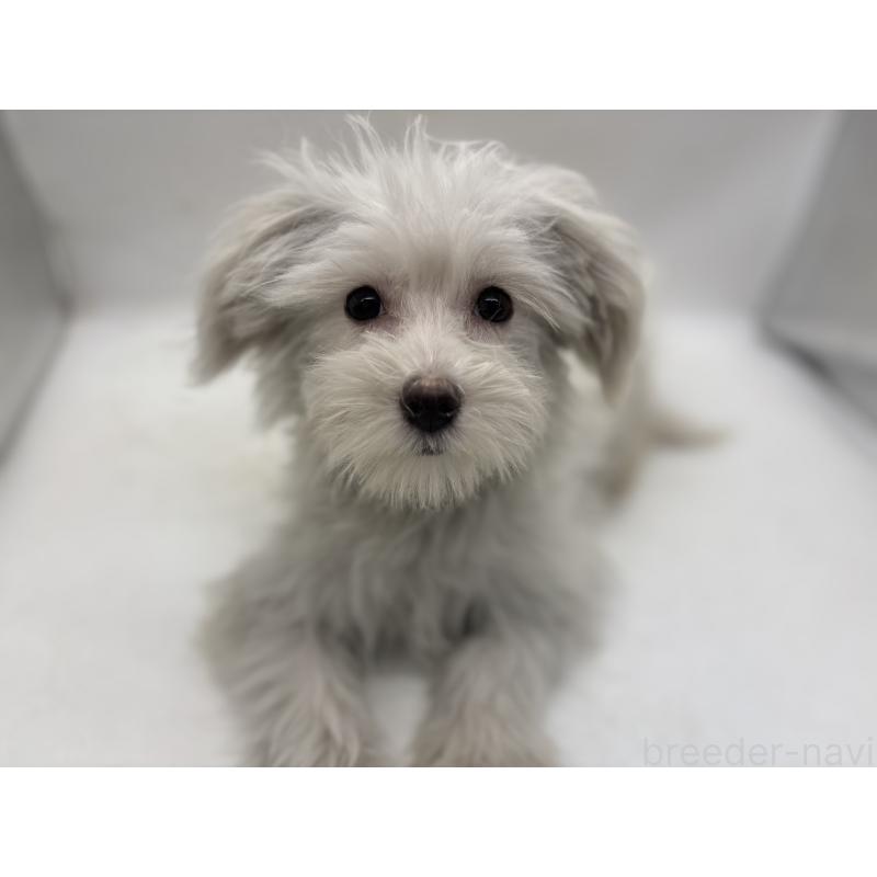 販売中の東京都のミックス犬-430428の2枚目