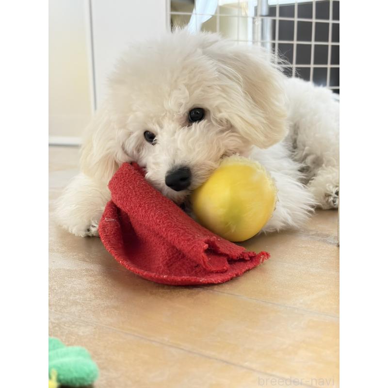 販売中ののトイプードル-441746