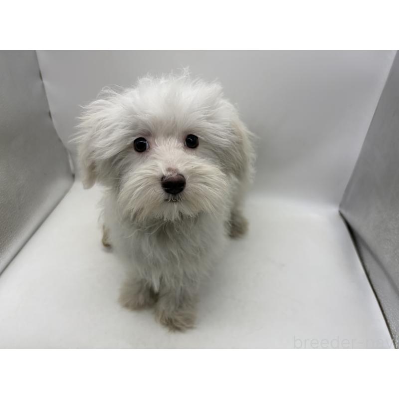 販売中の東京都のミックス犬-430434の5枚目