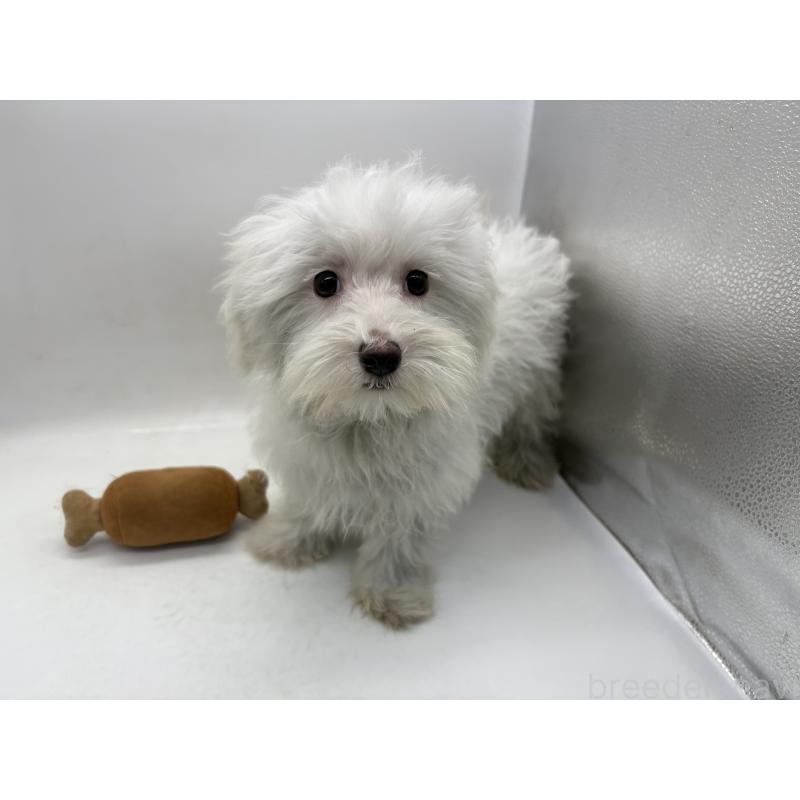 販売中の東京都のミックス犬-430434の3枚目