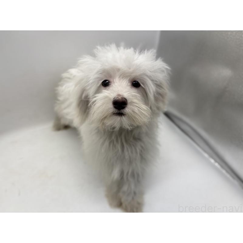 販売中の東京都のミックス犬-430434の2枚目