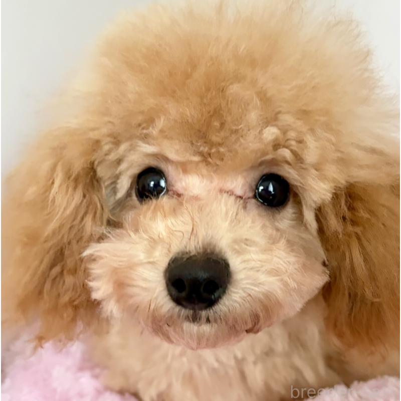 販売中の神奈川県のタイニープードル-441684