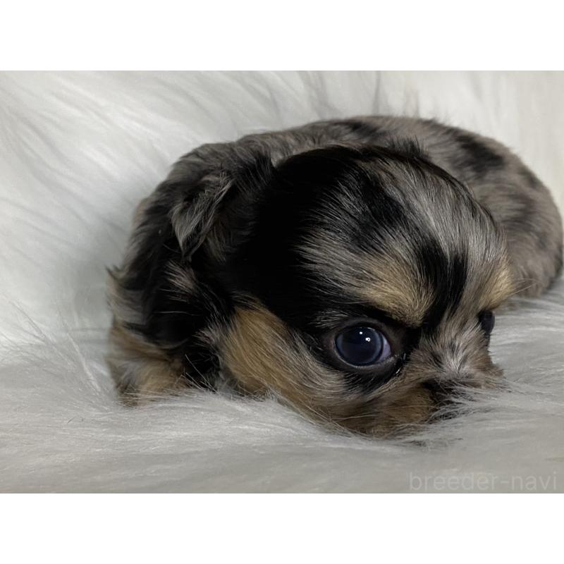 販売中の熊本県のチワワ(ロングコート)-449690の5枚目