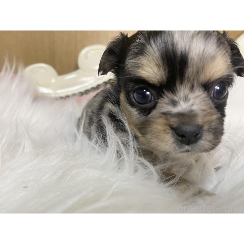 販売中の熊本県のチワワ(ロングコート)-449690の4枚目