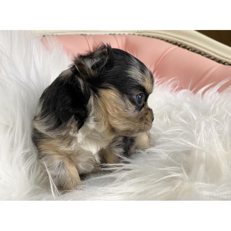 販売中の熊本県のチワワ(ロングコート)-449690の3枚目