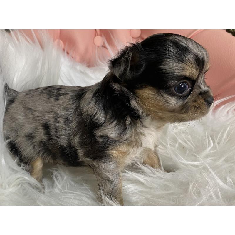 販売中の熊本県のチワワ(ロングコート)-449690の2枚目