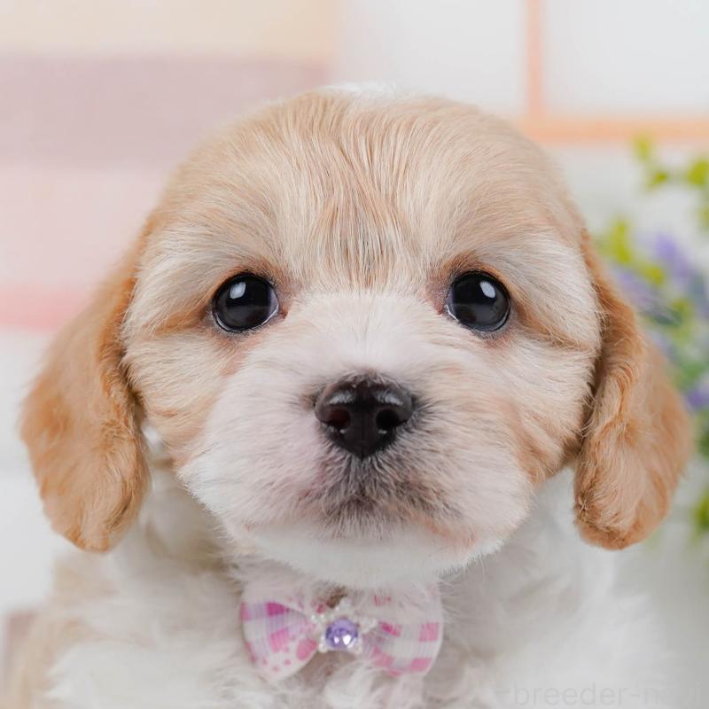 販売中の神奈川県のミックス犬-449685の1枚目