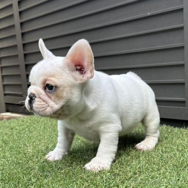 販売中の埼玉県のフレンチブルドッグ-449686の20枚目