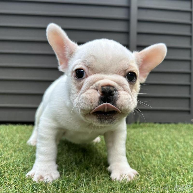 販売中の埼玉県のフレンチブルドッグ-449686の19枚目