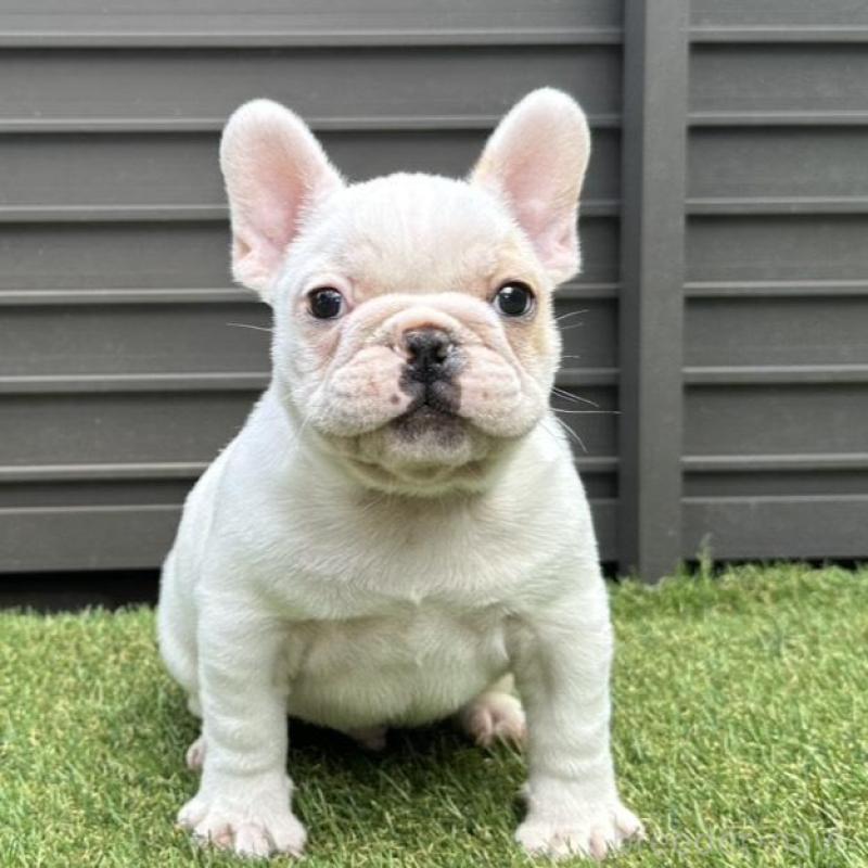 販売中の埼玉県のフレンチブルドッグ-449686の18枚目