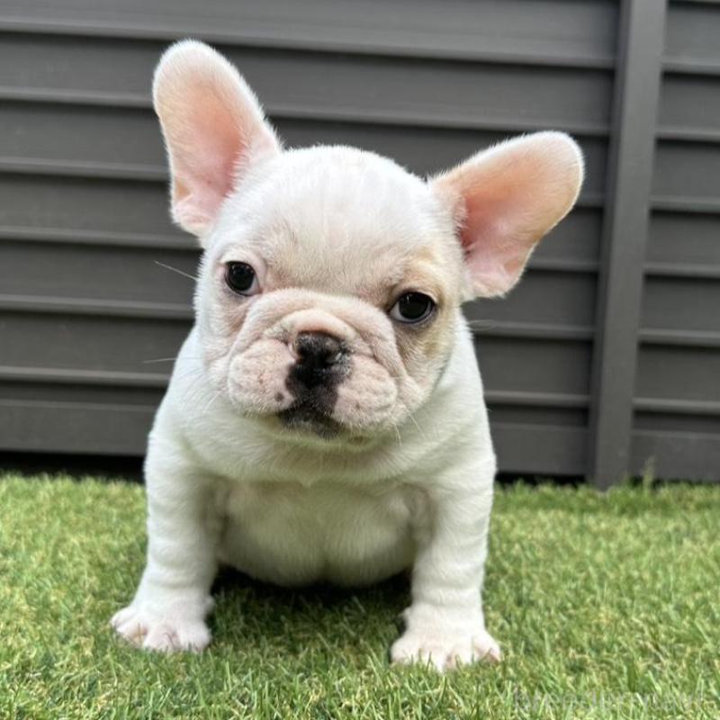 販売中の埼玉県のフレンチブルドッグ-449686の17枚目