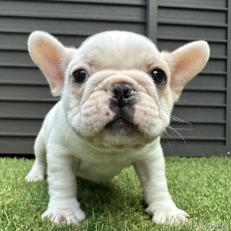 販売中の埼玉県のフレンチブルドッグ-449686の16枚目