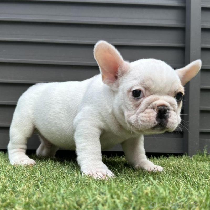 販売中の埼玉県のフレンチブルドッグ-449686の15枚目